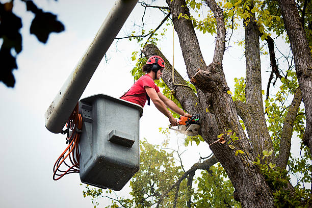 Professional Tree Removal and Landscaping Services in Lagunitas Forest Knolls, CA